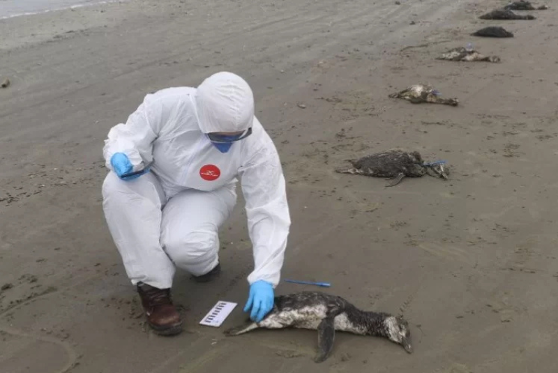 O Instituto Biopesca recolheu, em apenas uma semana, 135 pinguins-de-Magalhães (Spheniscus magellanicus) mortos em praias do litoral...