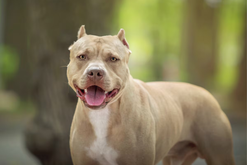 Um bebê de apenas um ano morreu após ser atacado pelo cachorro da própria família, da raça pit bull, em Itanhaém, no litoral de São Paulo.