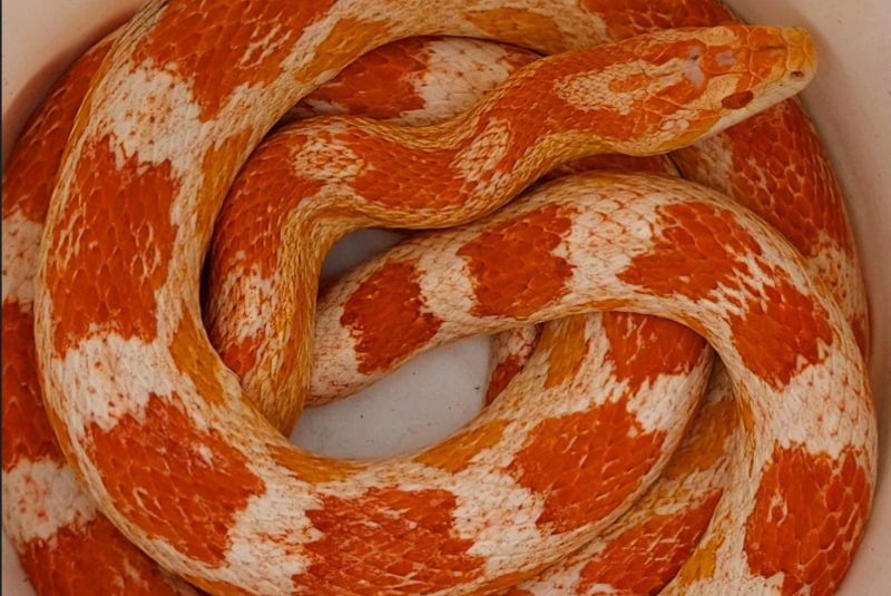 Uma cobra-do-milho (Pantherophis guttatus), espécie originária dos Estados Unidos e considerada invasora no Brasil, foi encontrada...