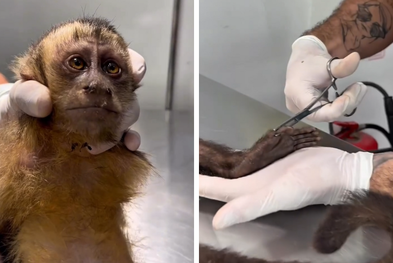 Macaca-prego é encontrada baleada no Rio de Janeiro e pode ficar paraplégica
