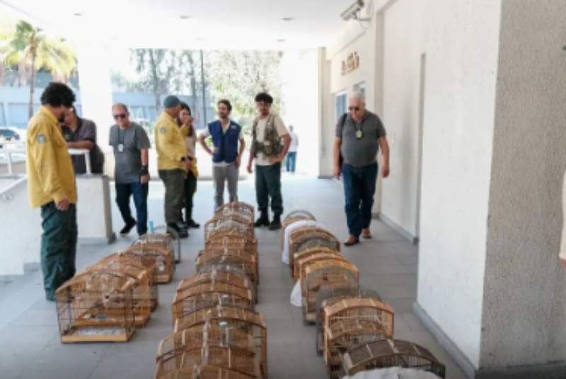 Operação no RJ resgata 700 animais silvestres e prende 45 pessoas