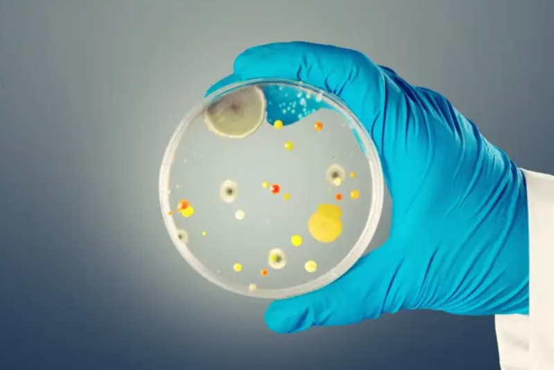 Candida auris: fungo mortal se espalha pela Europa e preocupa autoridades de saúde