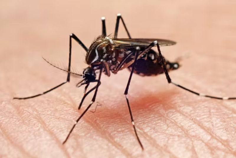 Pela primeira vez na história, mosquitos foram encontrados em ambiente natural na Islândia. O achado ocorreu na região de Kiðafell...