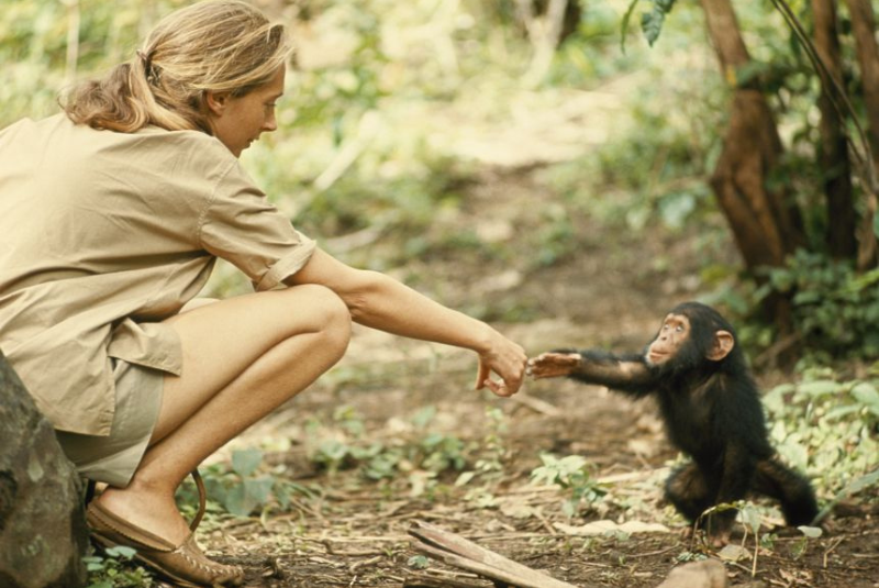 A primatologista Jane Goodall, referência mundial no estudo do comportamento animal e símbolo da defesa do meio ambiente...