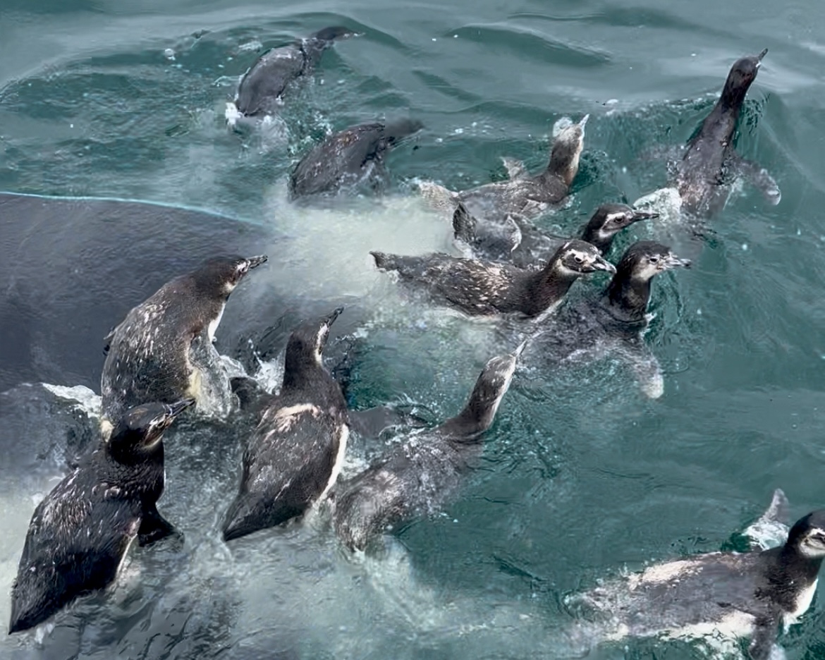 Pinguins-de-Magalhães são soltos no mar após reabilitação