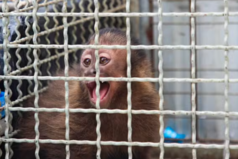 Macaco-prego em situação de vulnerabilidade é resgatado em casa em São Vicente