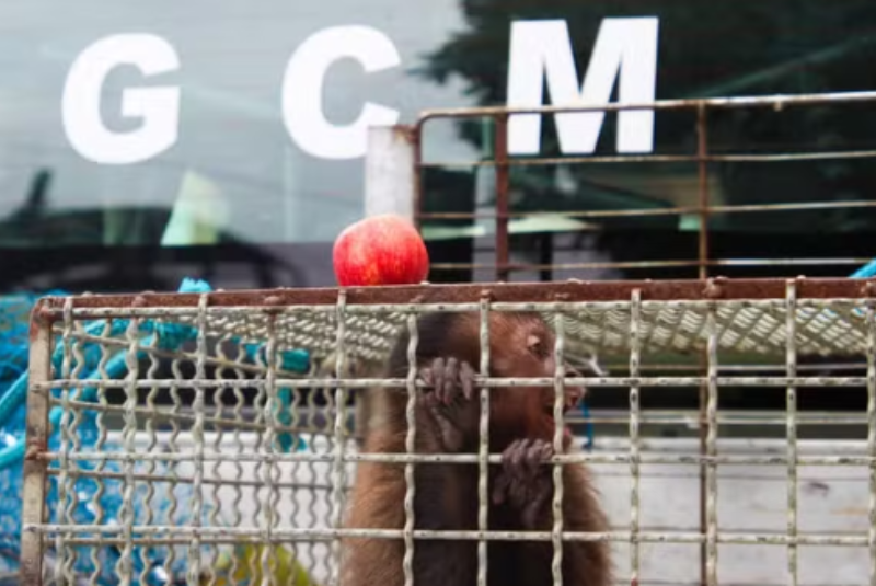 Macaco-prego em situação de vulnerabilidade é resgatado em casa em São Vicente