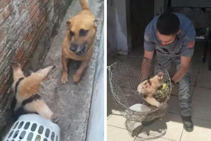 Tamanduá é visto de ‘braços abertos’ ao ser encurralado por cachorro em Cajati