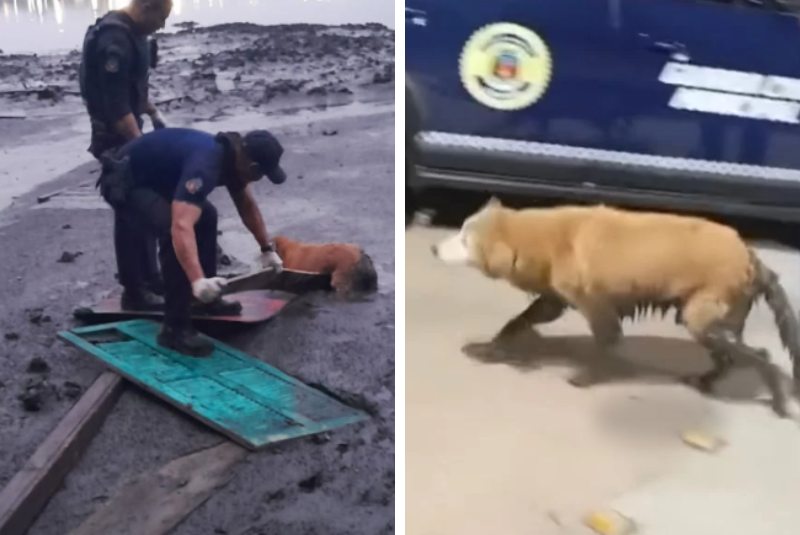 Cachorro quase submerso é retirado de mangue por agentes da GCM em Cubatão