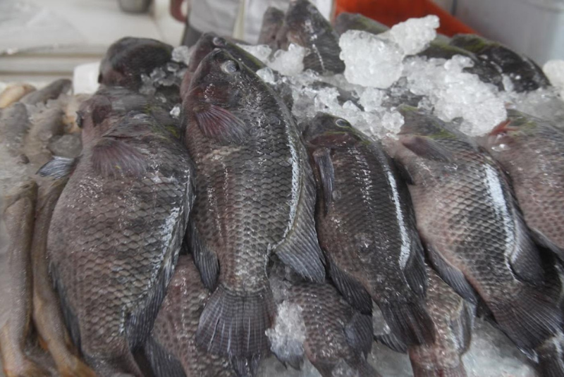 Mercado de Peixes de Santos promove Festival da Tilápia com descontos especiais