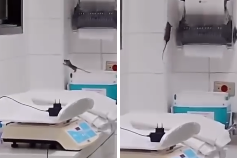 Rato é filmado em sala de cuidados a recém-nascidos em Praia Grande