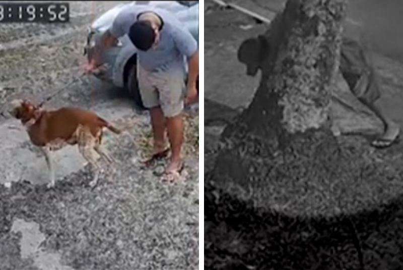 Isca com agulhas: cachorrinha é vítima de crueldade
