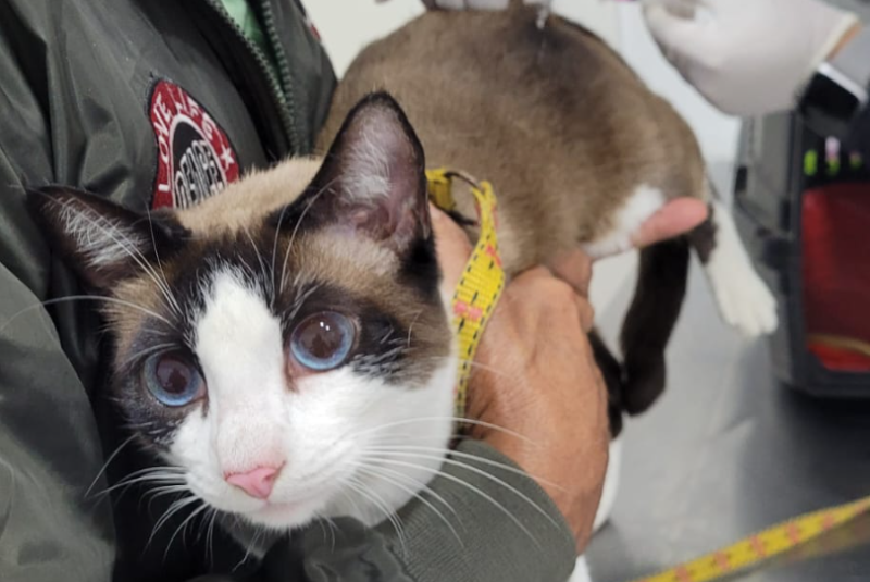 Cidades da Baixada Santista intensificam combate à esporotricose, micose subcutânea que afeta humanos e animais