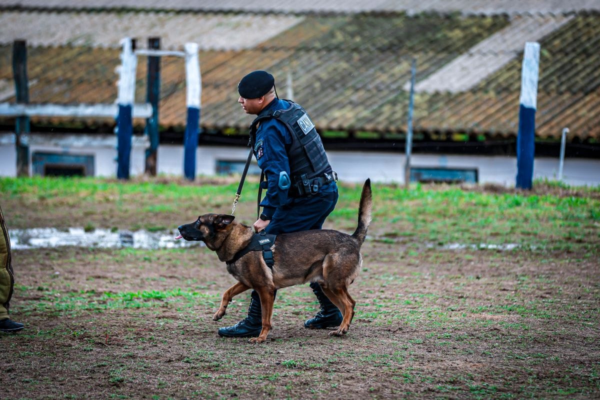 Canil da GCM de São Vicente conquista posição de destaque em campeonato nacional de cães policiais