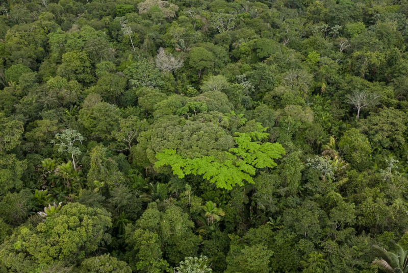 O governo brasileiro aposta no Fundo Florestas Tropicais para Sempre (TFFF, na sigla em inglês) como uma das principais ferramentas...