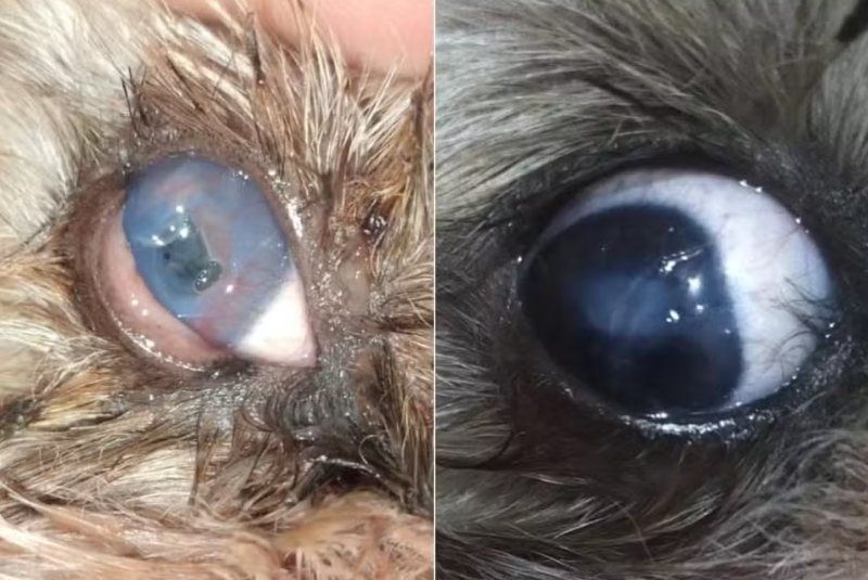 Um cachorro da raça Shih Tzu, de apenas cinco anos, voltou a enxergar após receber tratamento com uma lente de contato terapêutica humana...