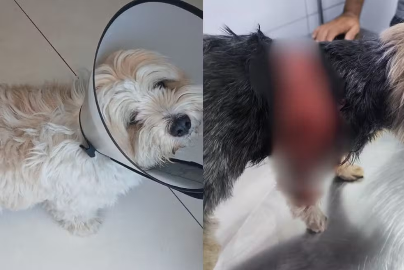 Na manhã desta quarta-feira (26), em Praia Grande, no litoral de São Paulo, um cachorro da raça rottweiler atacou um shih tzu...