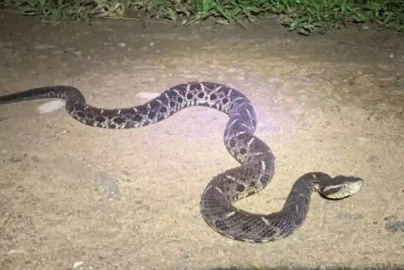 Maior jararaca do Brasil é vista em calçada de casa na Baixada Santista
