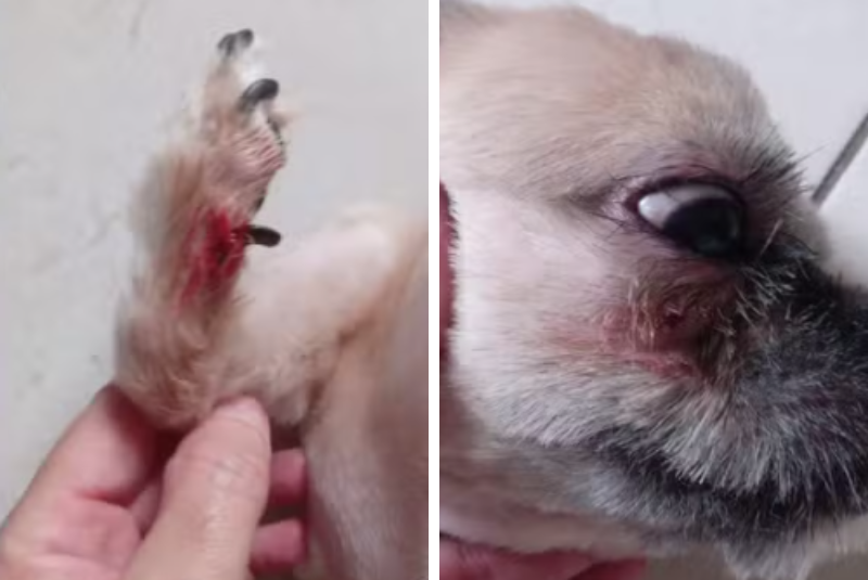 Cachorro sai ferido de pet shop em Santos e caso é investigado pela Polícia Civil