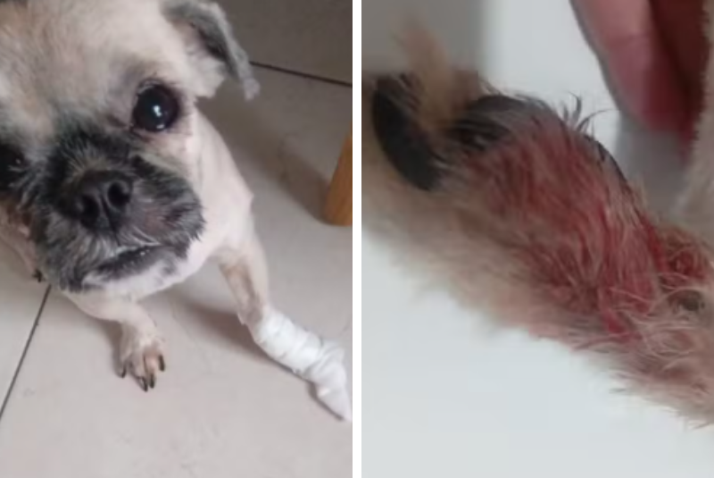 Cachorro sai ferido de pet shop em Santos e caso é investigado pela Polícia Civil