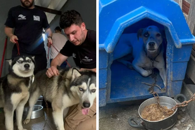 Cães acorrentados são resgatados em Praia Grande; caso será levado ao Ministério Público