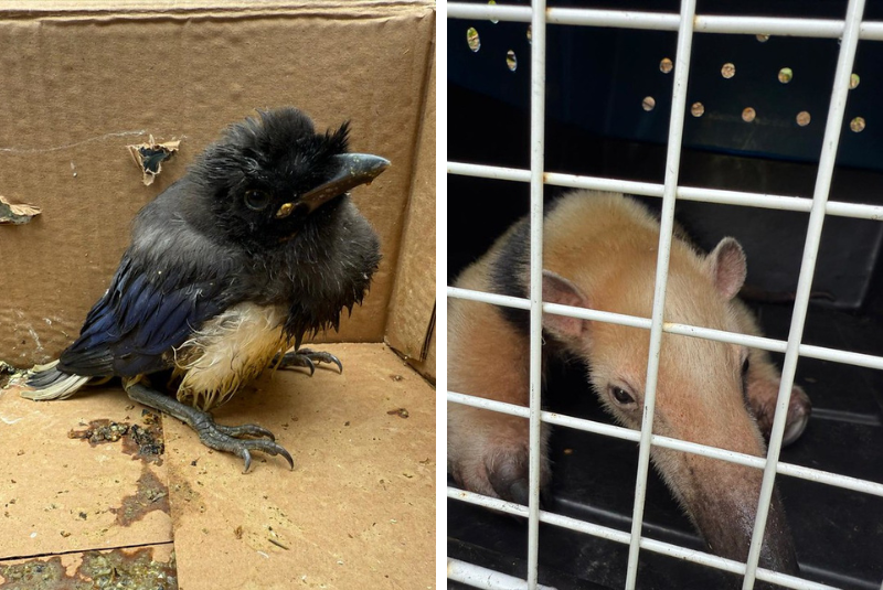 Grupamento Ambiental resgata duas aves silvestres e um tamanduá-mirim em Guarujá