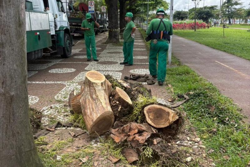 Árvores mortas são removidas e viram bancos sustentáveis em Santos