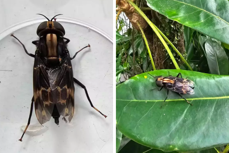 Mosca gigante e incomum é encontrada em apartamento na Ponta da Praia, em Santos