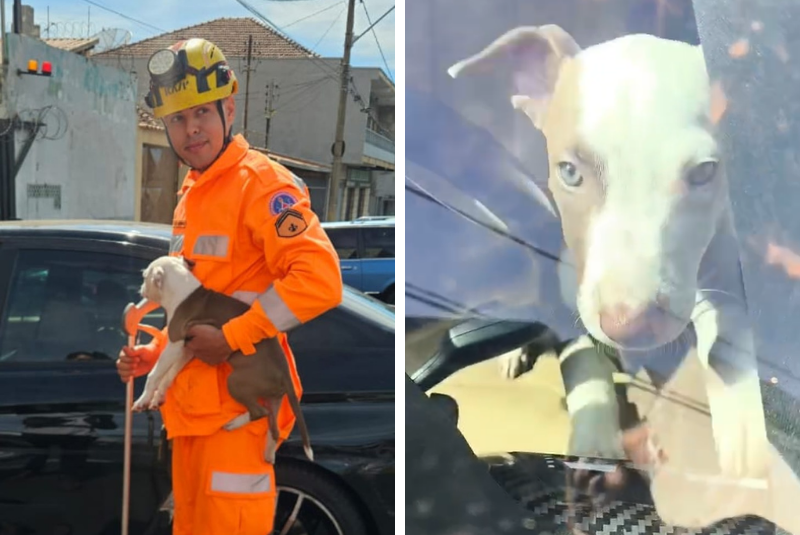 Bombeiros resgatam cão trancado em carro desde o dia anterior em Uberaba