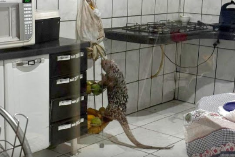 Ouriço-cacheiro invade casa e causa transtornos em Patos de Minas