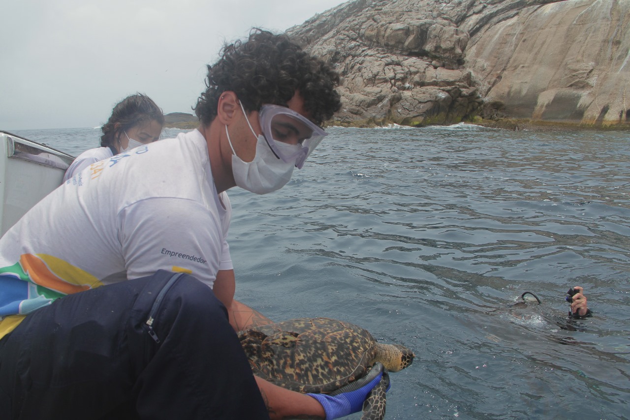 O Instituto Gremar promoveu, no último dia 14 de novembro, a soltura de três animais marinhos reabilitados: uma tartaruga-de-pente...