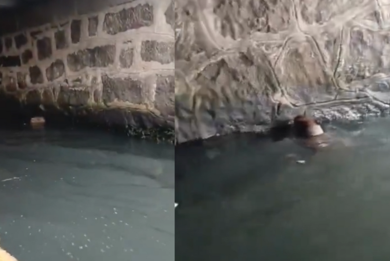 Uma capivara foi vista por volta das 7 horas da manhã desta segunda-feira (8), durante a travessia da catraia no Porto...
