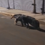 Tamanduá é flagrado...