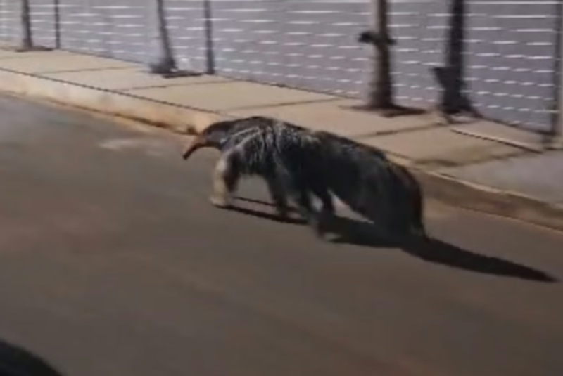 Tamanduá é flagrado andando por rua em bairro de Patos de Minas
