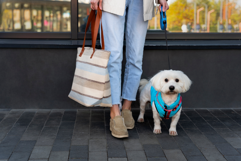 Uberlândia regulamenta espaços pet friendly e estabelece regras para tutores e comerciantes