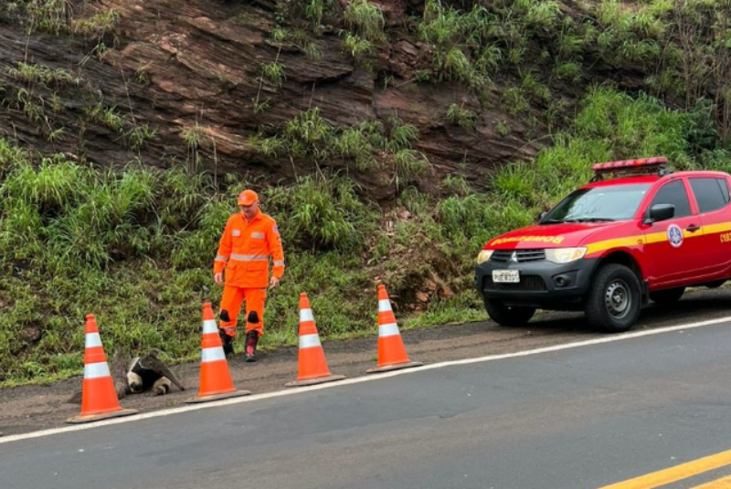 Tamanduá-bandeira ferido é resgatado no acostamento da BR-262, próximo a Araxá