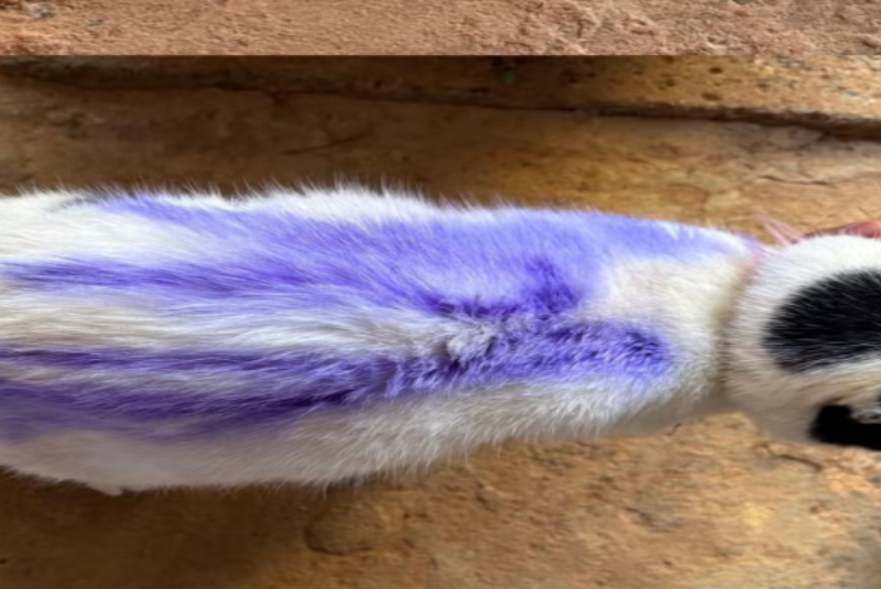 Gata é pichada com spray na porta de casa e caso revolta tutora em Araxá