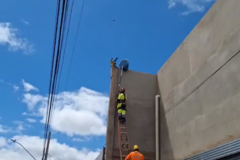 Arara-canindé de estimação foge e é resgatada pelos bombeiros em Uberaba