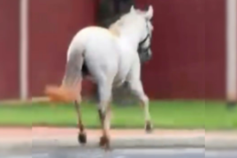 Cavalo solto corre por avenida movimentada e assusta moradores em Uberlândia (MG)