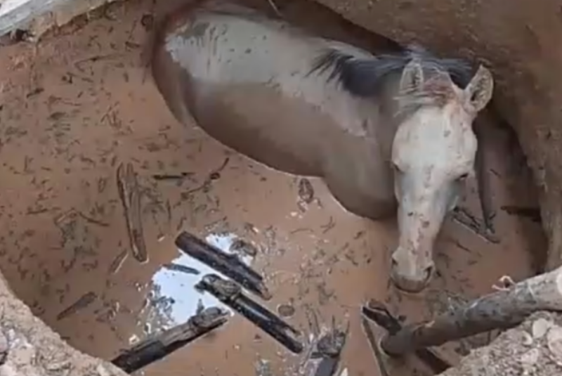 Cavalo cai em fossa com água e é resgatado por retroescavadeira em Unaí