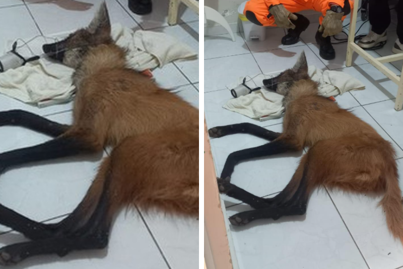 Lobo-guará baleado é resgatado por bombeiros e morre em Perdizes