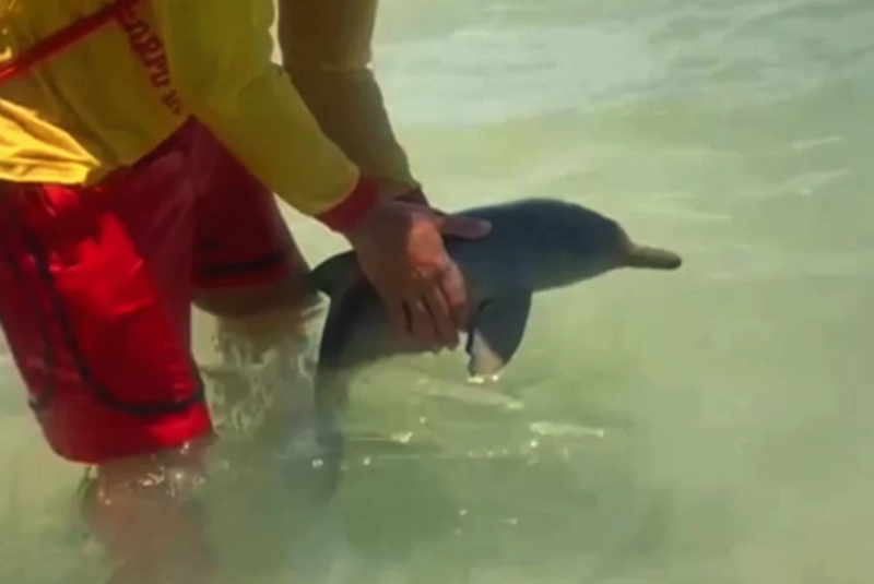 Um golfinho foi avistado na última segunda-feira (12) na Praia da Enseada, em Guarujá, no litoral de São Paulo, chamando...