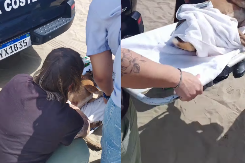 Uma cachorra comunitária que vive na base da Guarda Costeira de Praia Grande foi encontrada com ferimentos provocados por faca na...
