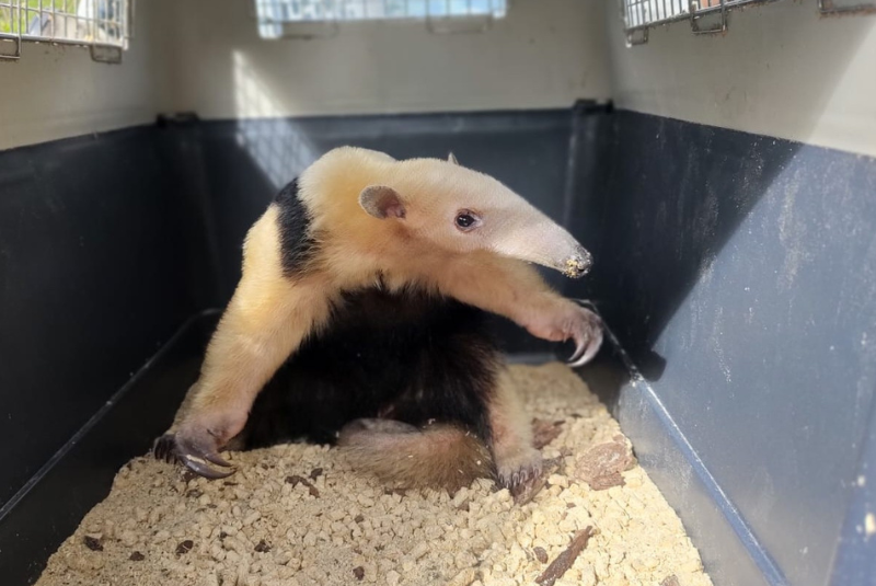 Com a intensificação do calor e o aumento da circulação de pessoas em áreas próximas à mata, a presença de animais silvestres...