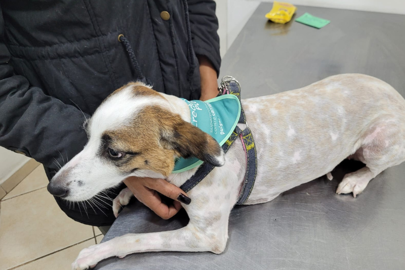 A Prefeitura de Guarujá aplicou 2.698 doses da vacina antirrábica em cães e gatos neste ano de 2025, superando em 788 aplicações...