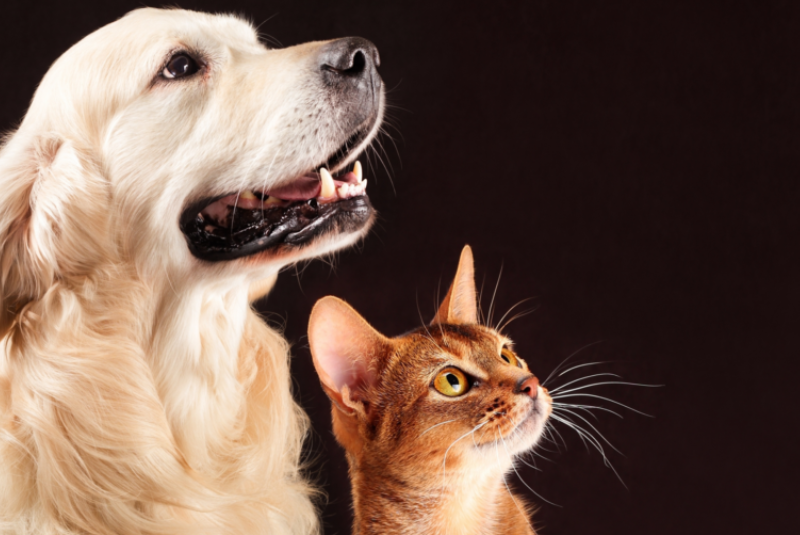 Já está em vigor em Santos a Lei Complementar nº 1.310/2025, que estabelece punições para tutores que deixarem animais de estimação...