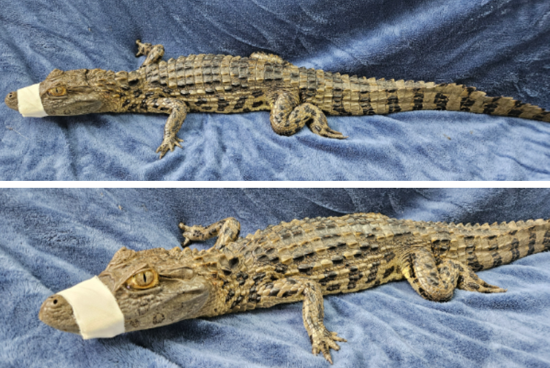 Filhote de jacaré-de-papo-amarelo é resgatado na BR-050 e recebe cuidados na Uniube