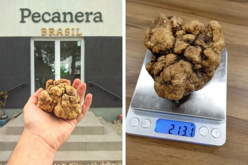 Trufa gigante de 213g é encontrada em fazenda do RS e vendida por R$ 10 mil o quilo