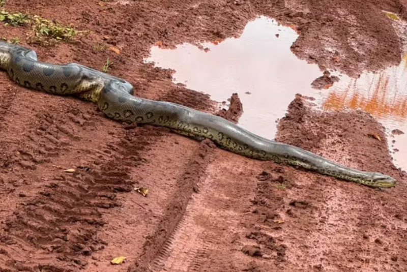 Sucuri gigante impressiona ao cruzar estrada rural em Canápolis, no Triângulo Mineiro