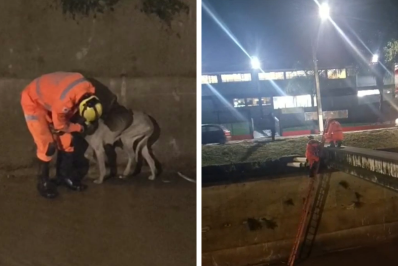 Cachorro é resgatado após cair em canal de córrego em Araxá